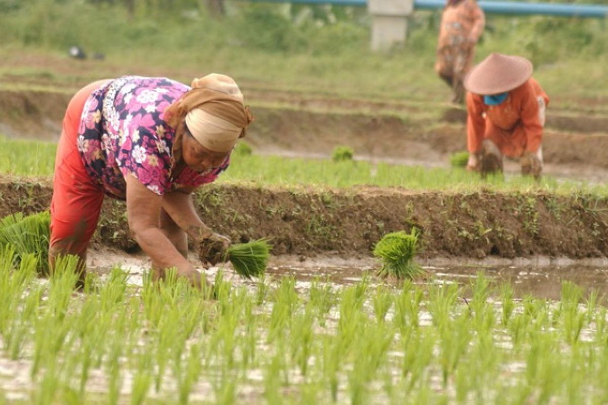 Lima pemuda magang pertanian di Jepang