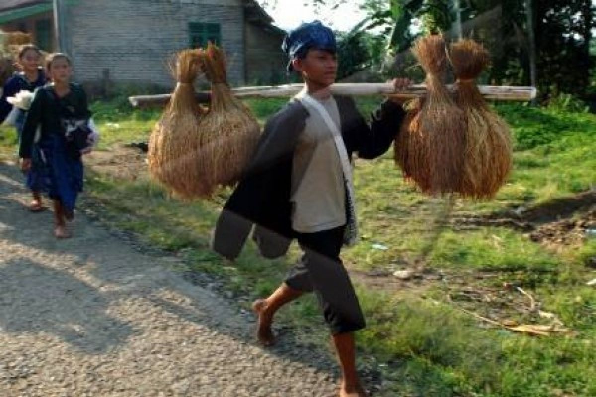 Upaya mengembangkan varietas beras merah