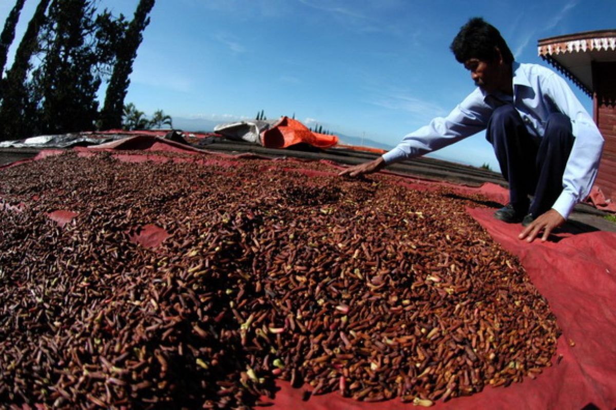 Harga cengkih di Lebak tembus rp170.000/kg