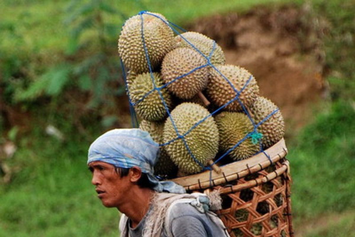 Durian Padang menyerbu pasar buah di Palembang