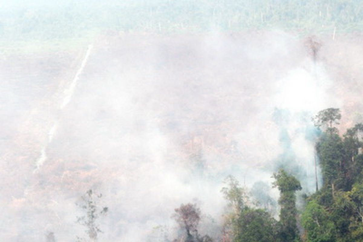 Artificial rains being considered to put out forest fires