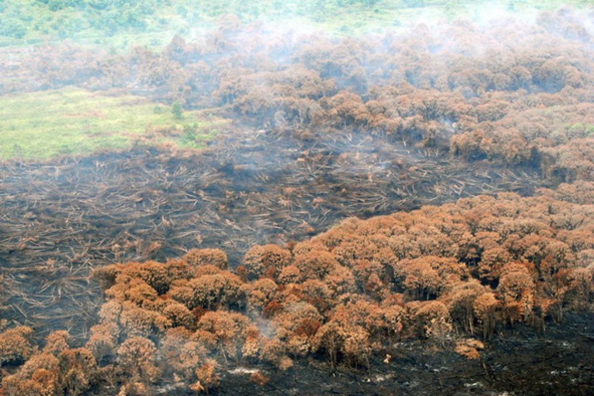 Number of hot spots in Sumatra down