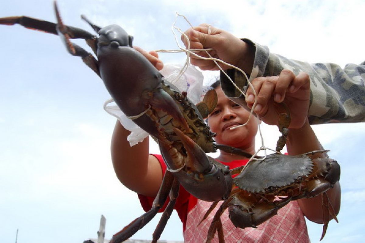 Memburu kepiting bintang di Bangko-Bangko