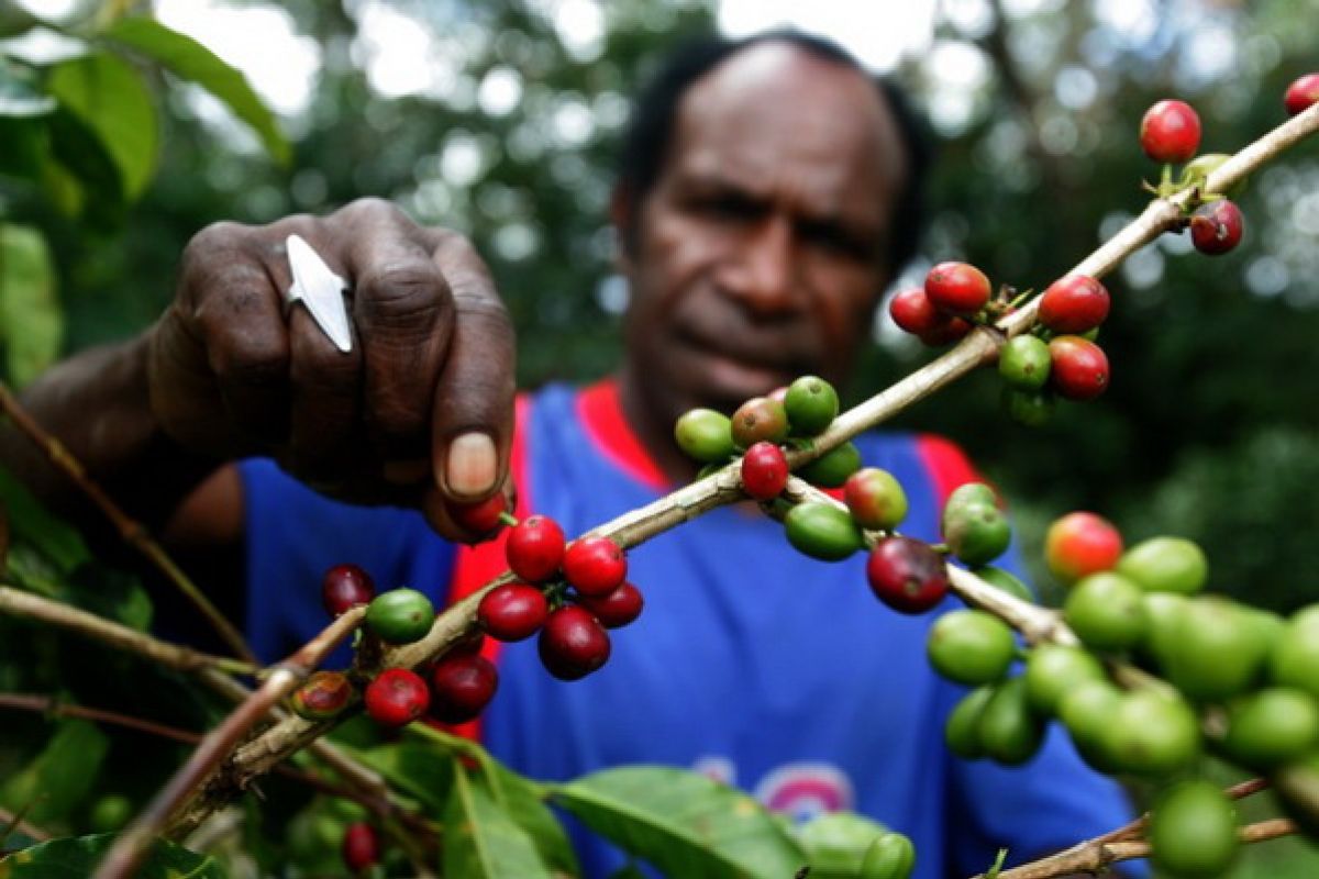 Sayang kopi Wamena belum digarap maksimal, meski sudah dikenal