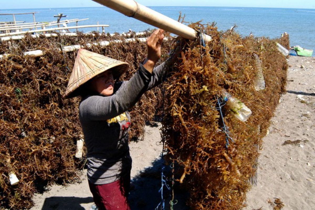 BI pun Tangani Rumput Laut