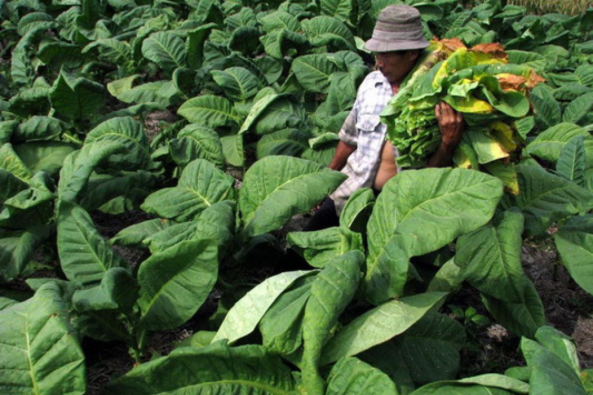 Ribuan Petani Tembakau Temanggung Demo ke Jakarta