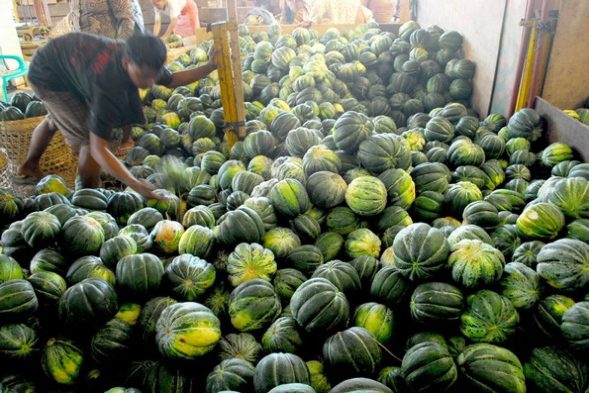 Makan blewah, 13 orang tewas di AS  