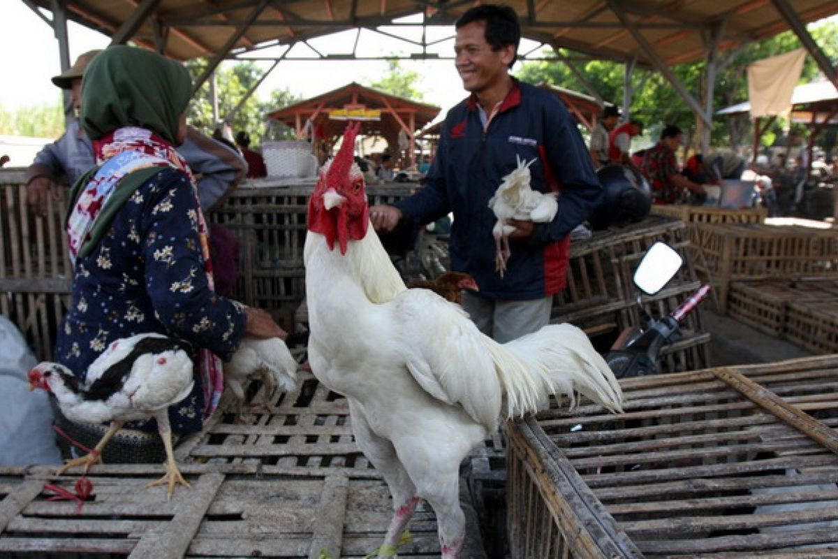 Di Kerinci Ada Ayam Jantan Terus Bertelur