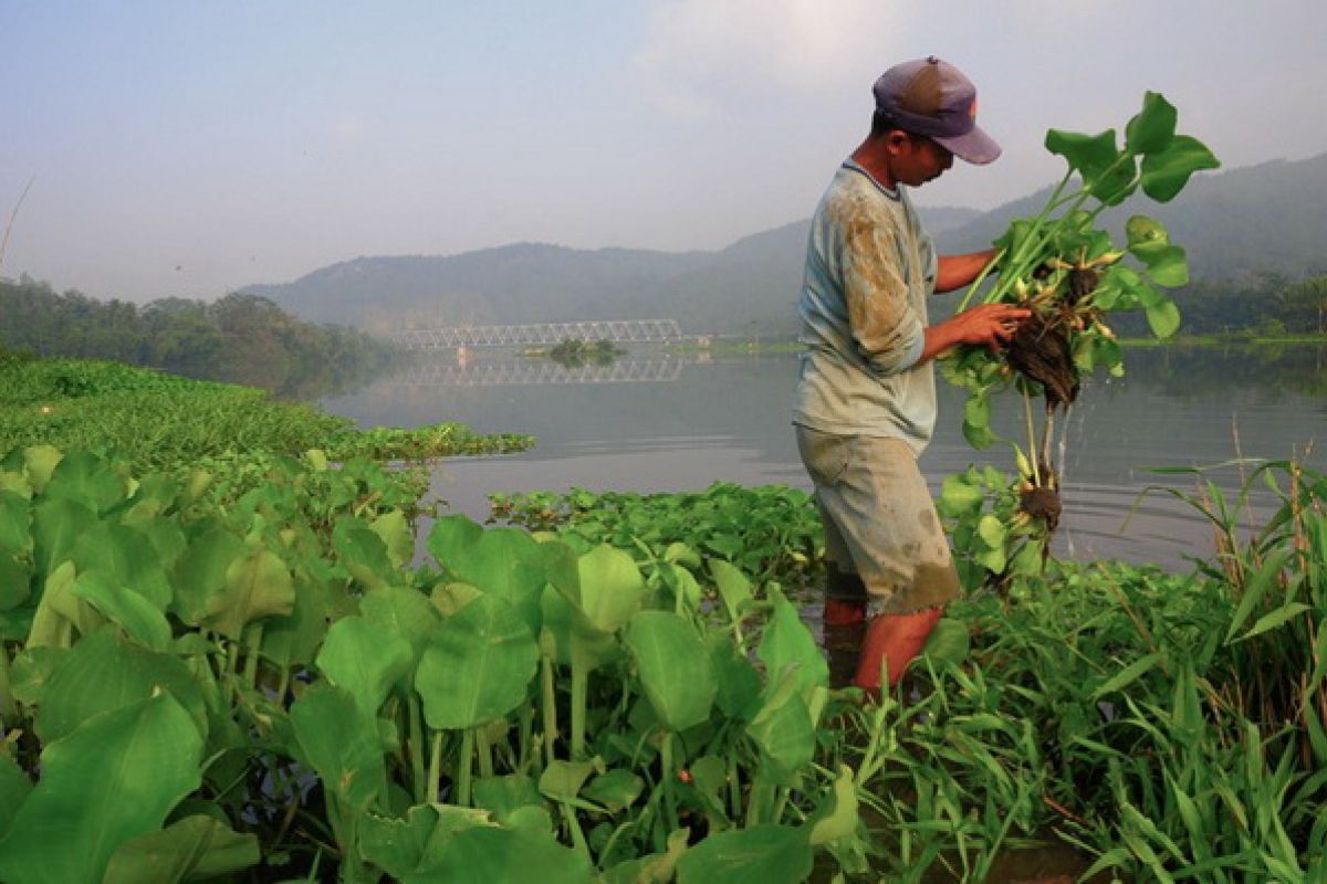 Eceng gondok ancam Rawa Pening jadi daratan 