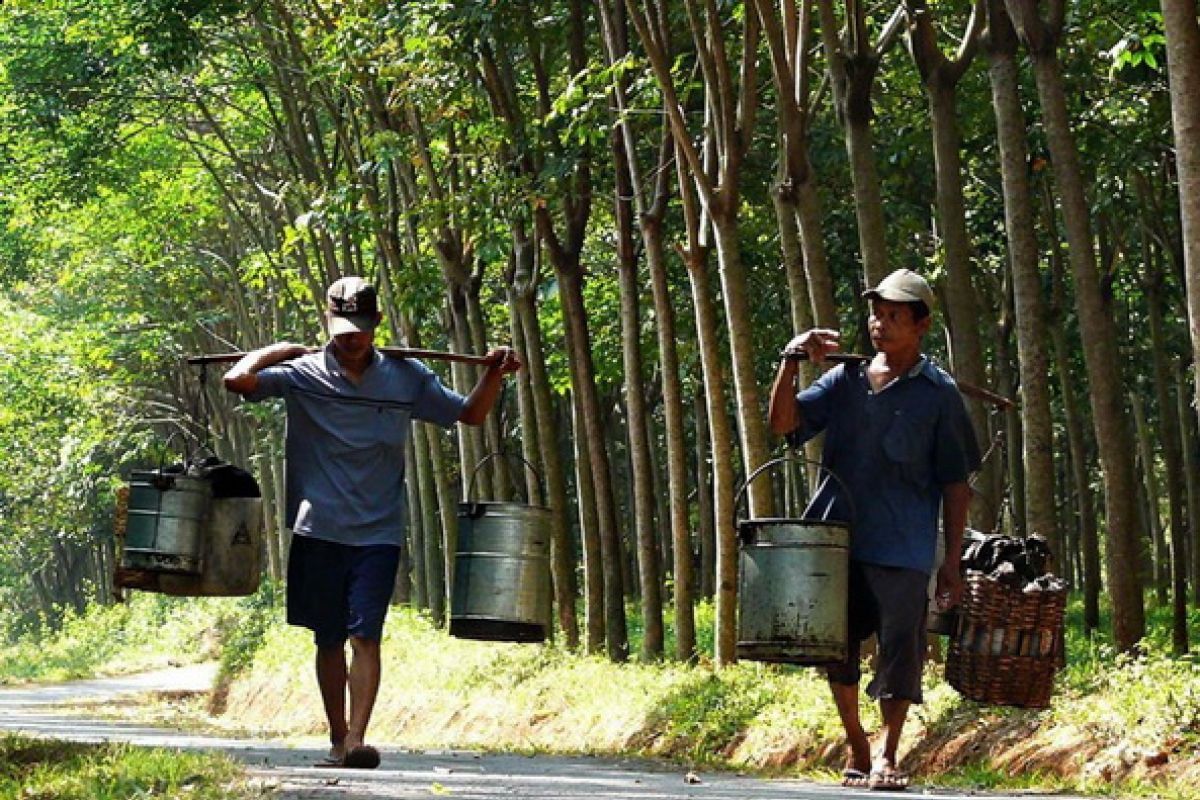 Government determined to jack up rubber price: