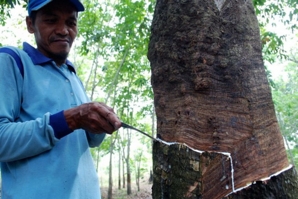 S Kalimantan`s rubber exports up again