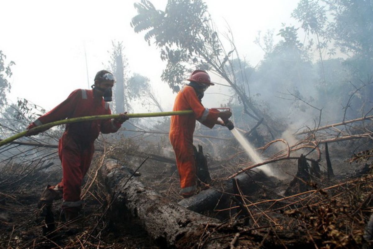 Forest fires gut 1,136 hectares of area in Riau