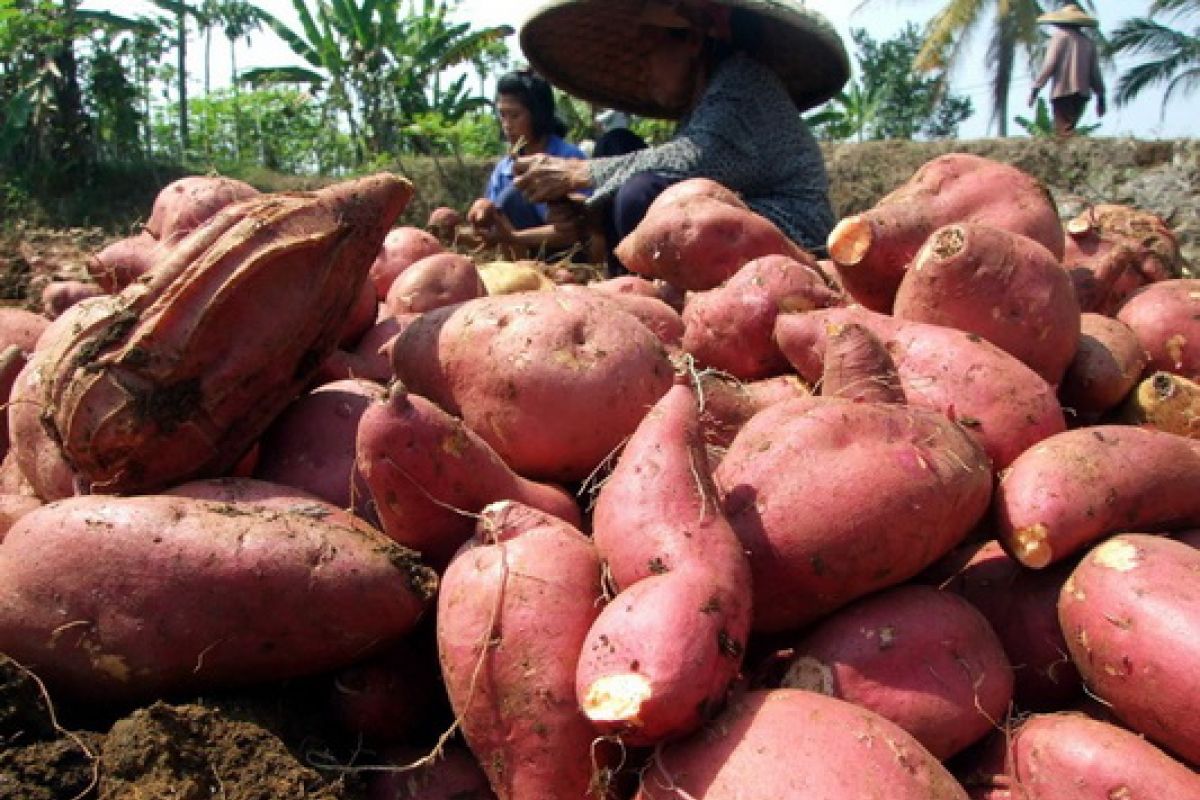 Manggadong, Kearifan Lokal Untuk Perkuat Ketahanan Pangan