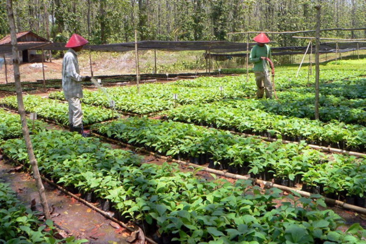 1.000 kebun bibit desa untuk Indonesia