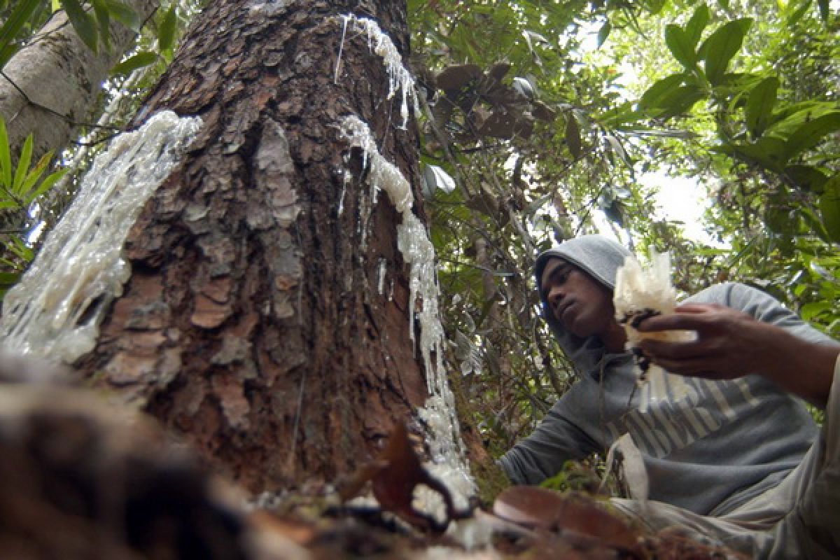 Ministry pushes development of non-timber forest product businesses