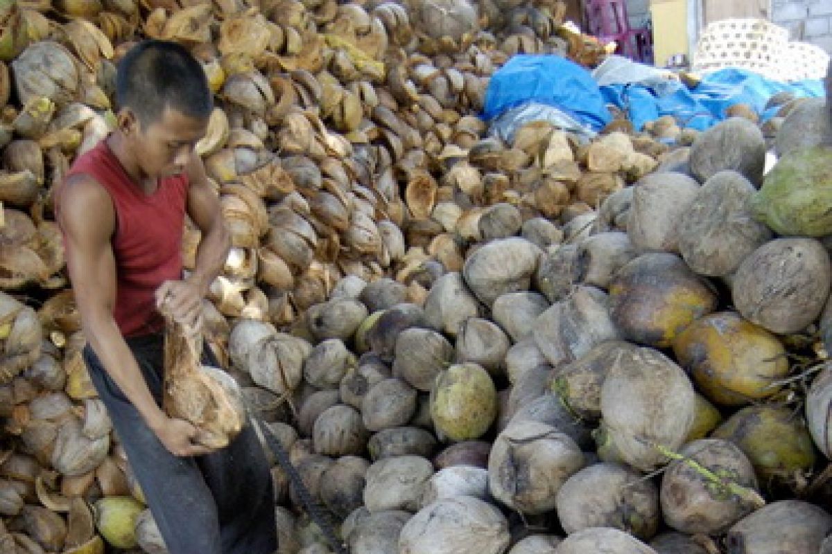 Permintaan kelapa Sulang Klungkung meningkat selama Lebaran