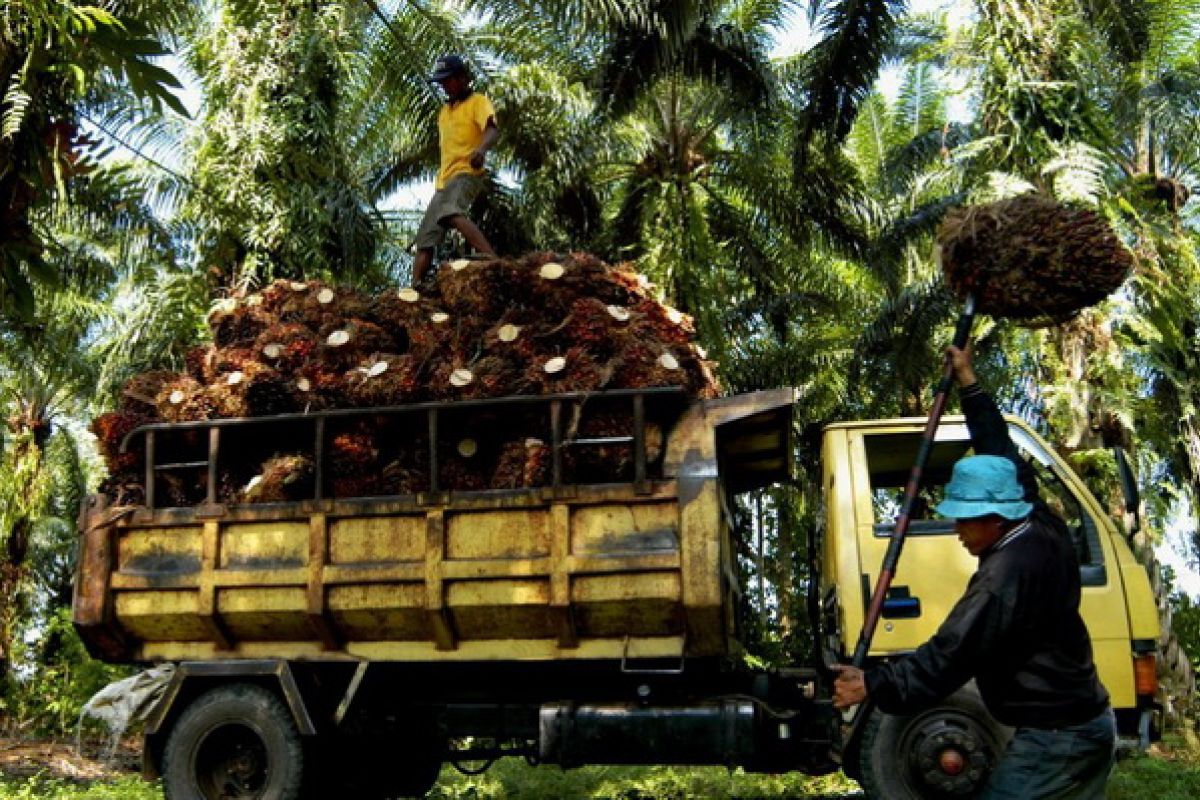 Indonesia seeking to reduce palm oil exports in crude form