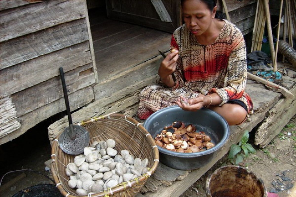 Minyak kepayang miliki kandungan nonkolesterol