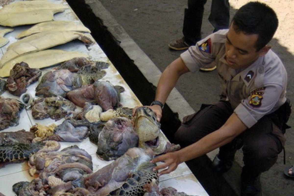 Penyu Hijau Tangkapan Dilepas