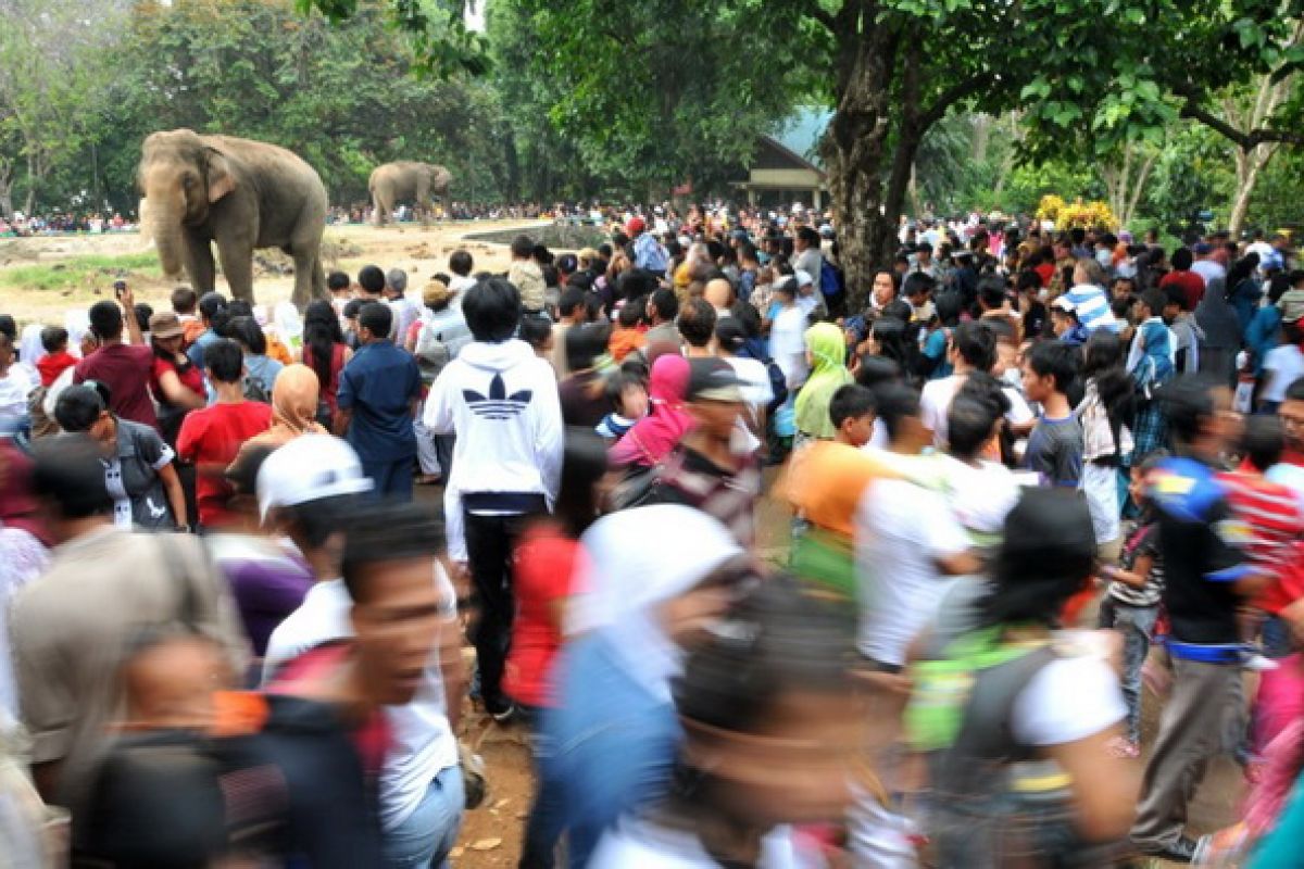 Hari privasi satwa Kebun Binatang Ragunan diundur