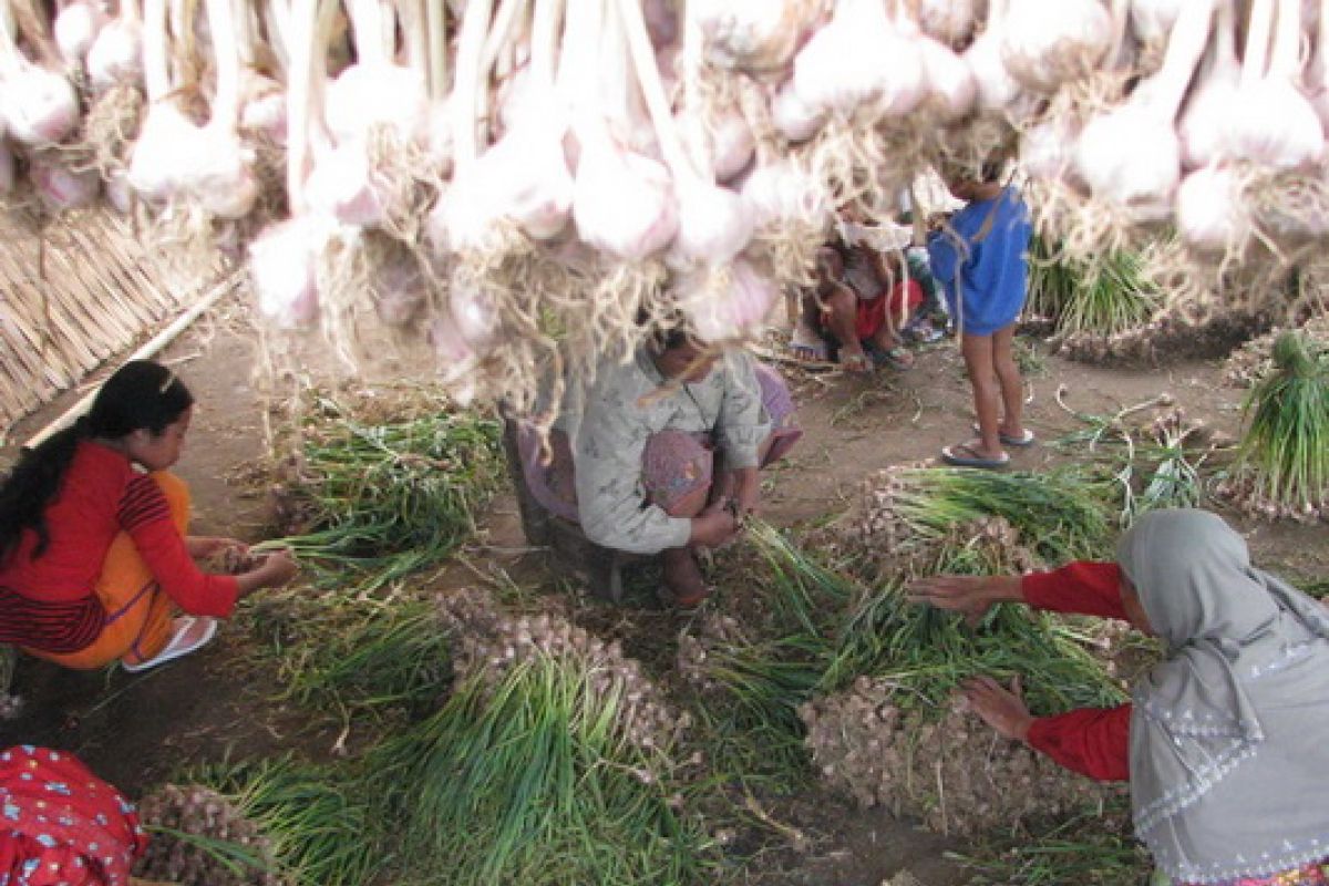 Petani Sembalun harapkan pemerintah evaluasi swasembada bawang putih