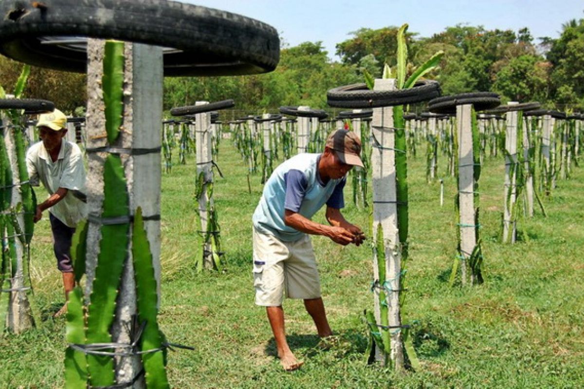 Presiden perintahkan PTPN siapkan sedikitnya 10.000 ha untuk buah