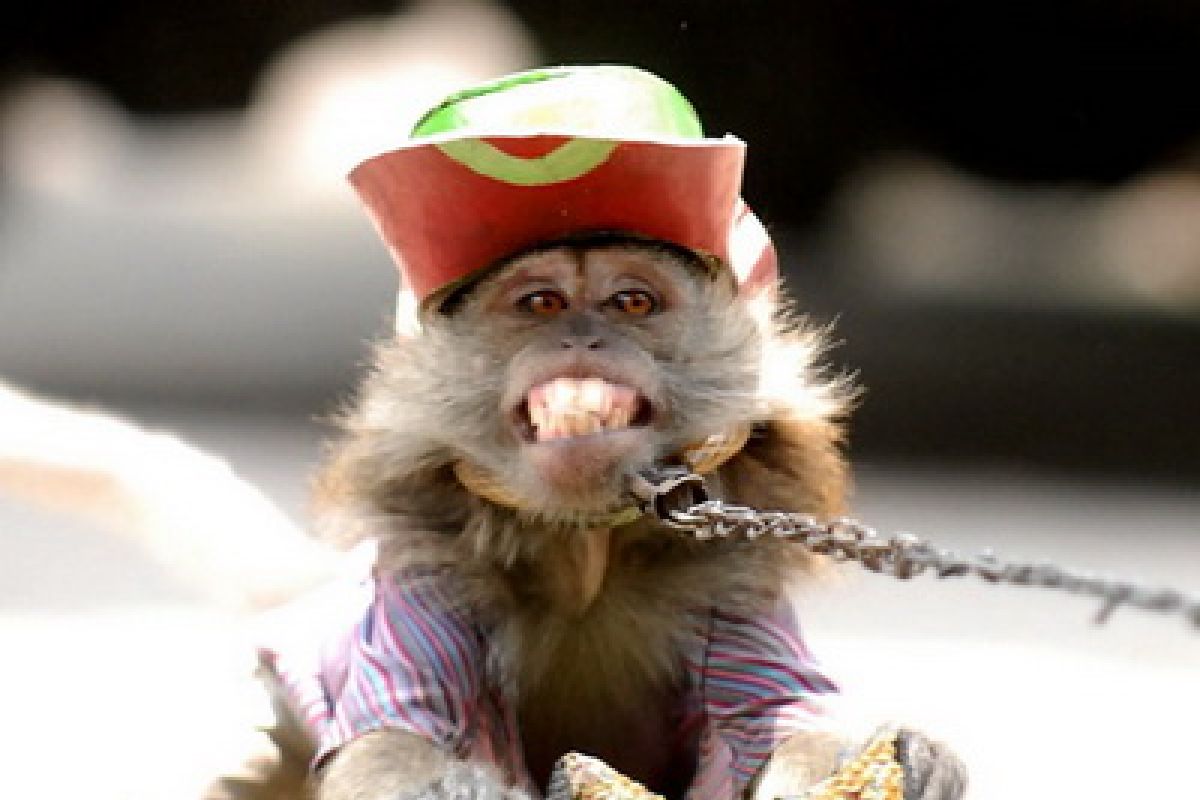 Jakarta conducts raid to end masked monkey performances on streets