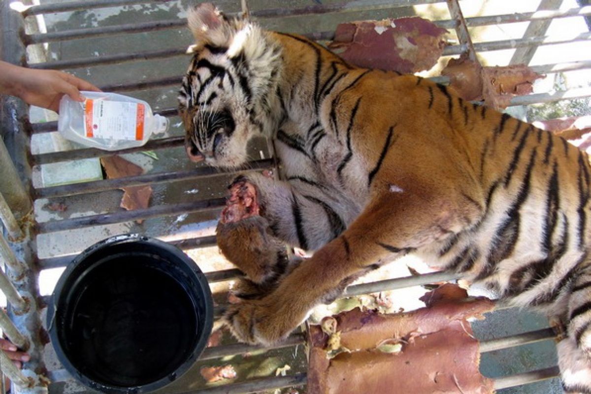 Sumatran tiger population in Jambi keeps declining