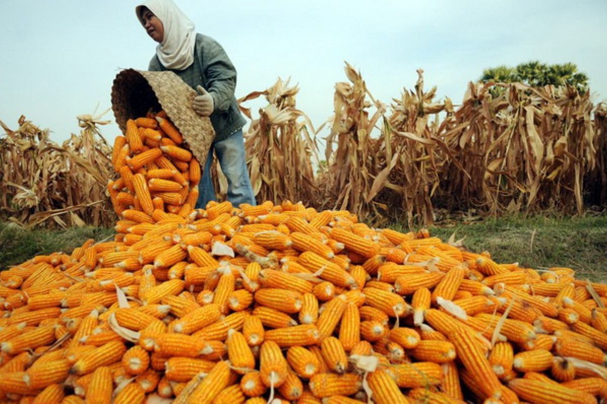 Jagung beri kontribusi besar bagi Gorontalo