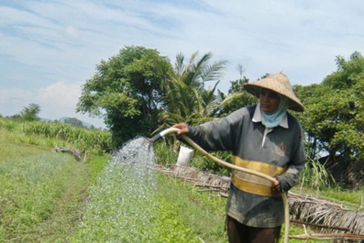 Belasan hektare tanaman padi di Aceh besar gagal panen