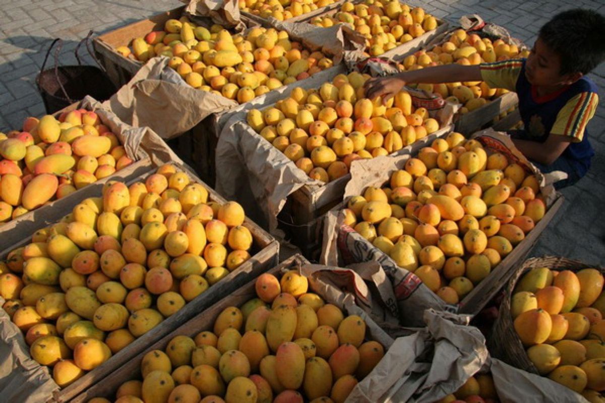 Kulit mangga bawa solusi atasi cemaran minyak