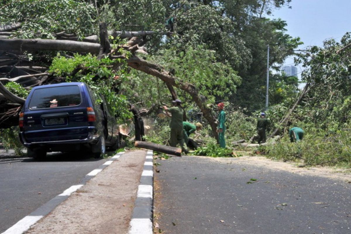 Falling  trees in Jakarta hit 14 cars