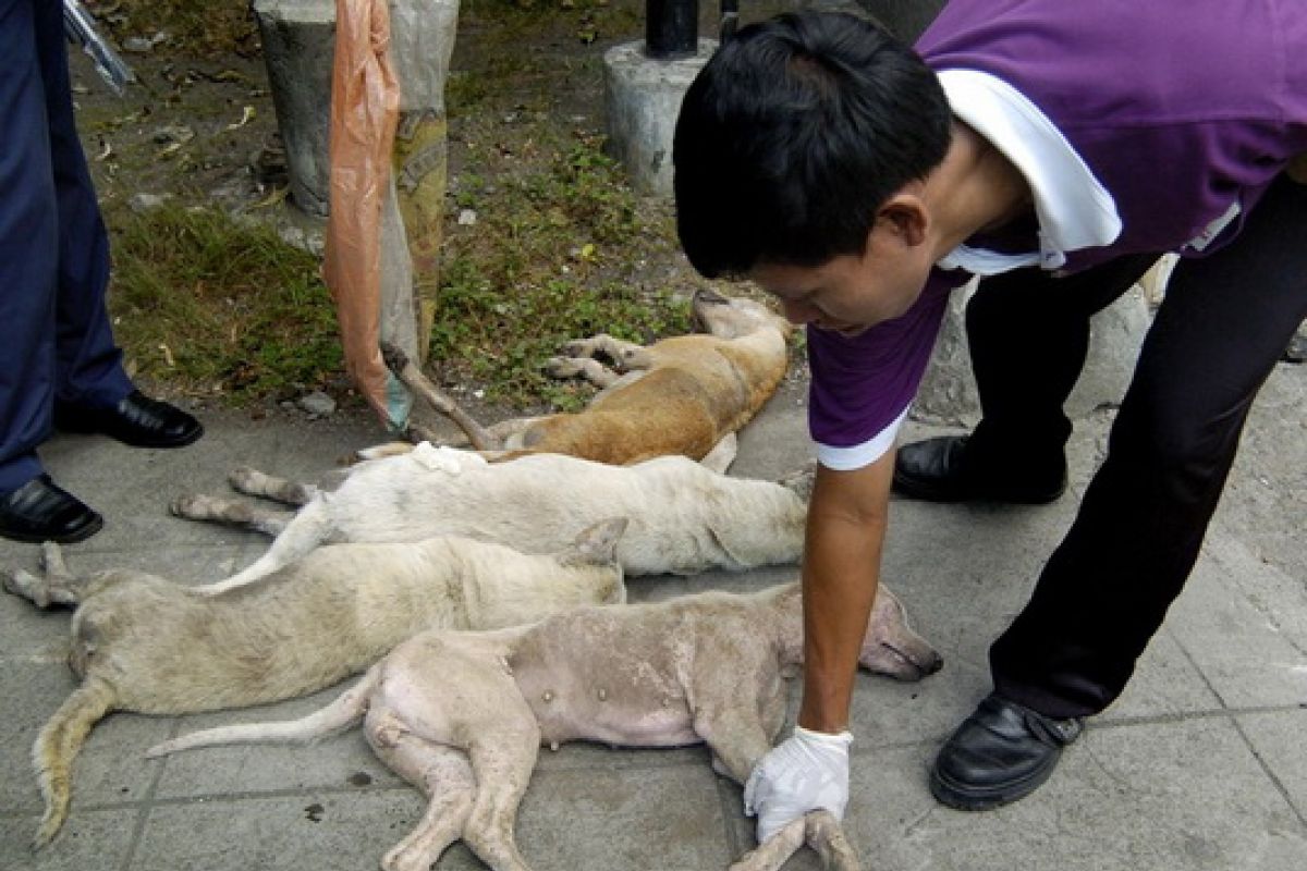 Distanak Pangkalpinang Musnahkan 750 Anjing Liar Cegah Rabies