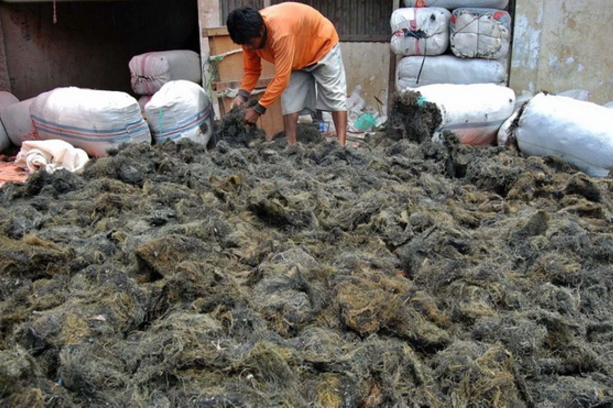 Rumput Laut Sulut Diminati Restoran di Belanda 