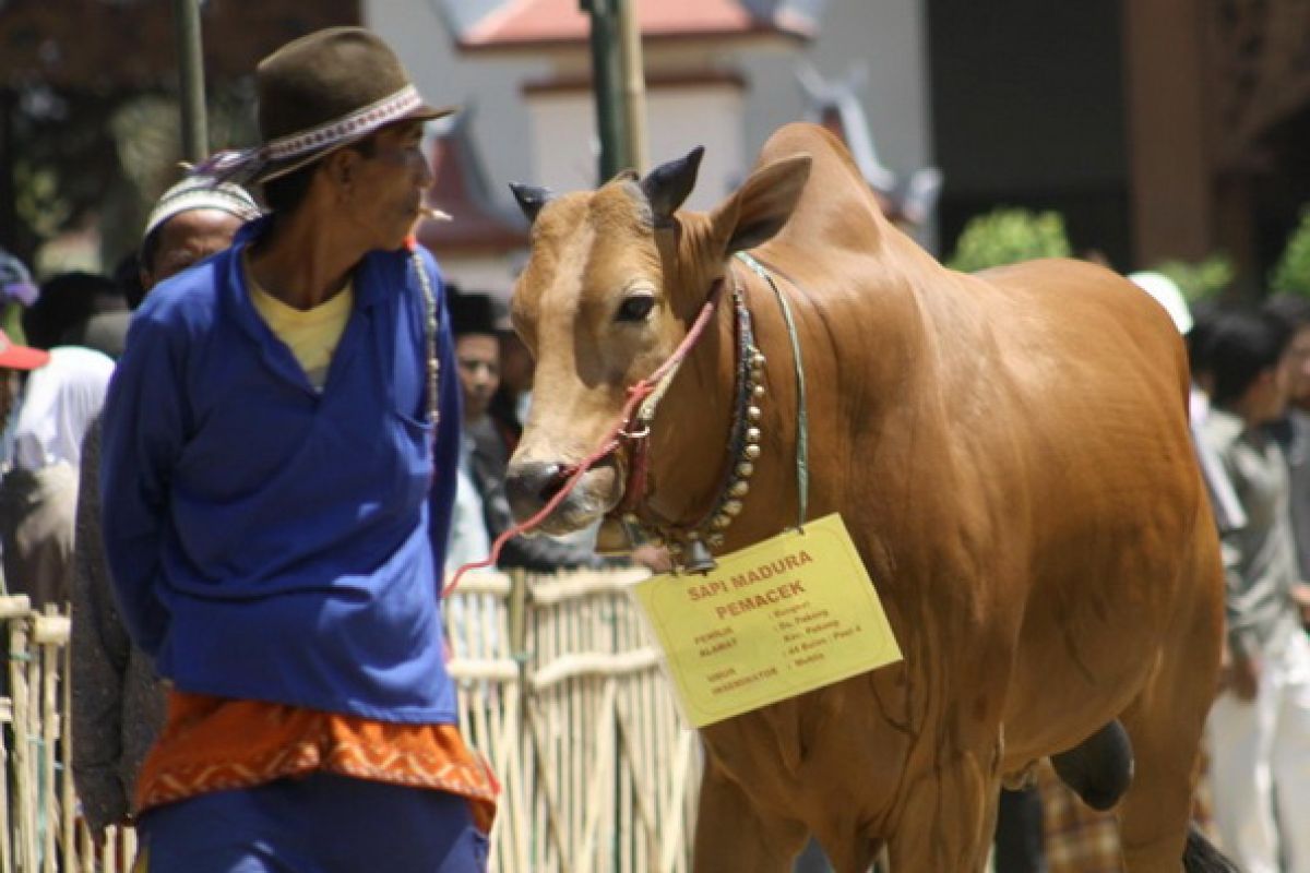 Govt to provide Rp700 bln incentives to save productive cows