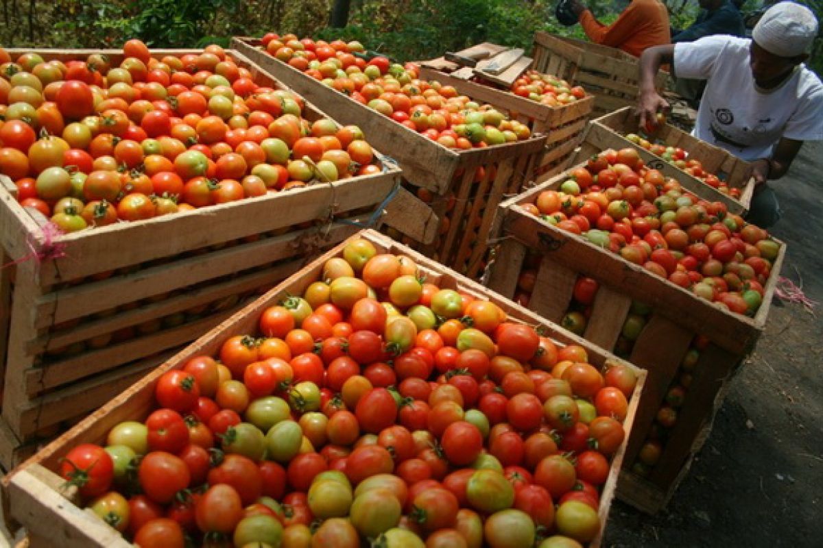 Petani Tomat Merana di Saat Panen