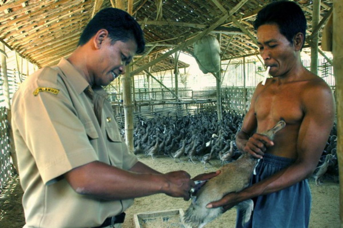 Vaksin Flu Burung Dikembangkan Berdasar Informasi Genetik