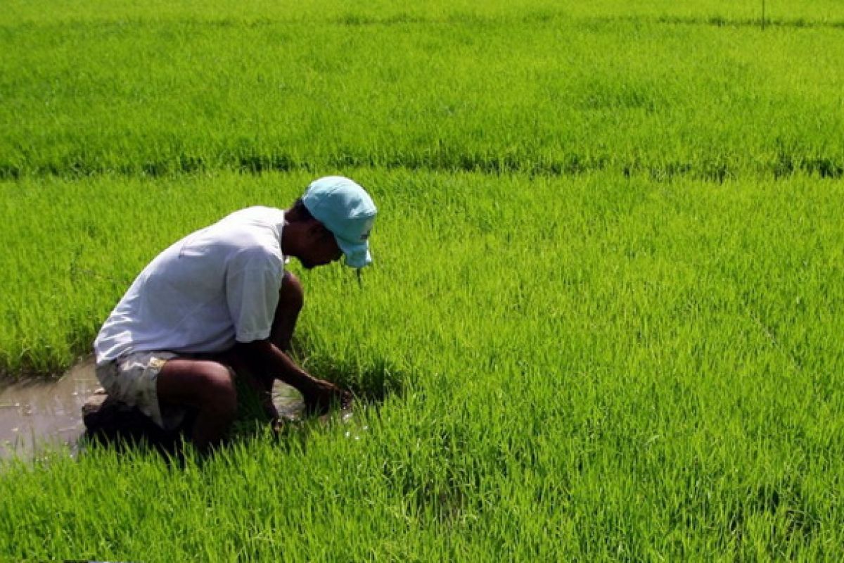 Petani Kudus Dibantu Benih Padi Gratis