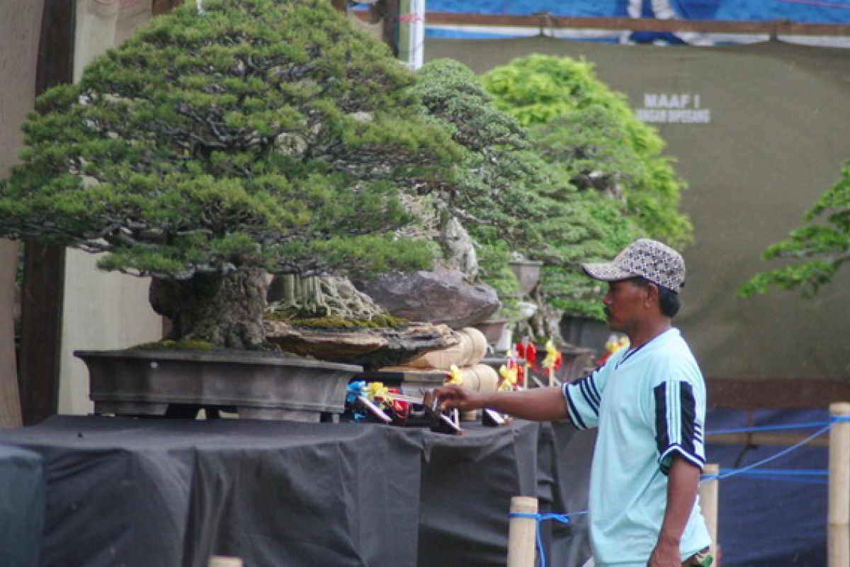 Pasar Dunia Butuh Ribuan Ahli Bonsai Indonesia