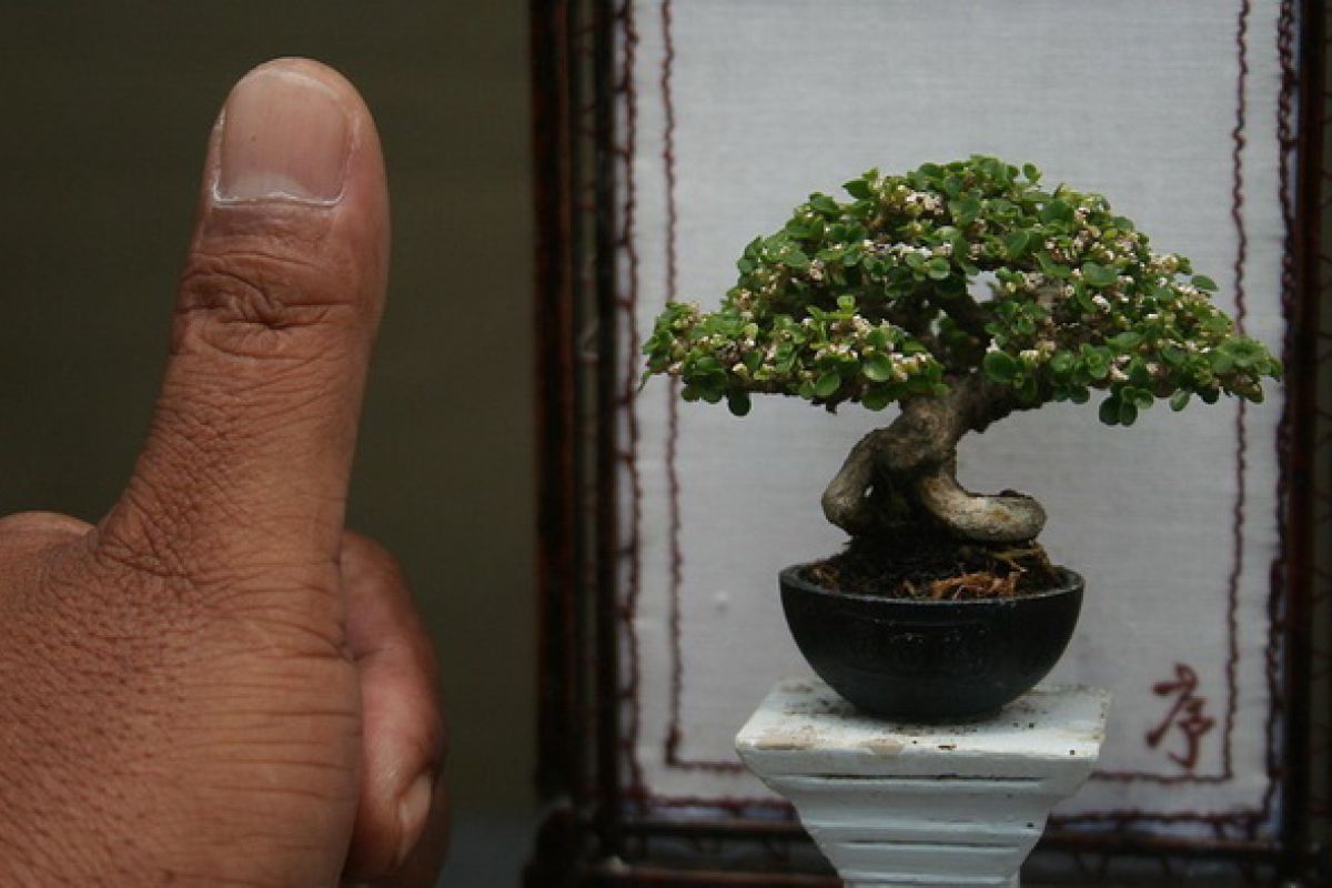 RI eyeing world bonsai lover tourists