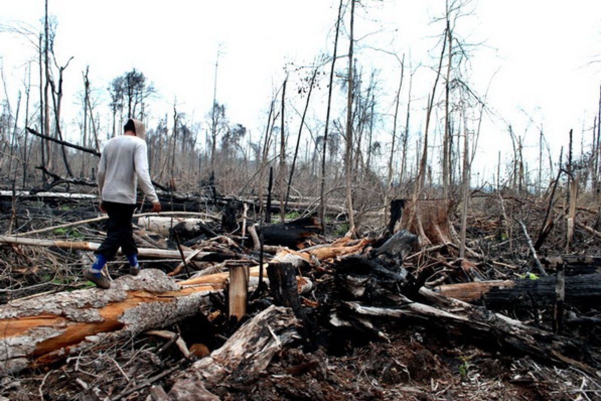 Setengah hektare hutan hilang setiap satu detik