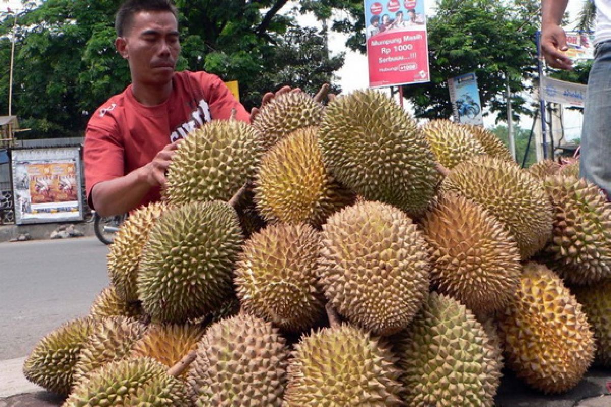 Kementan teliti durian varietas lokal Rejang Lebong