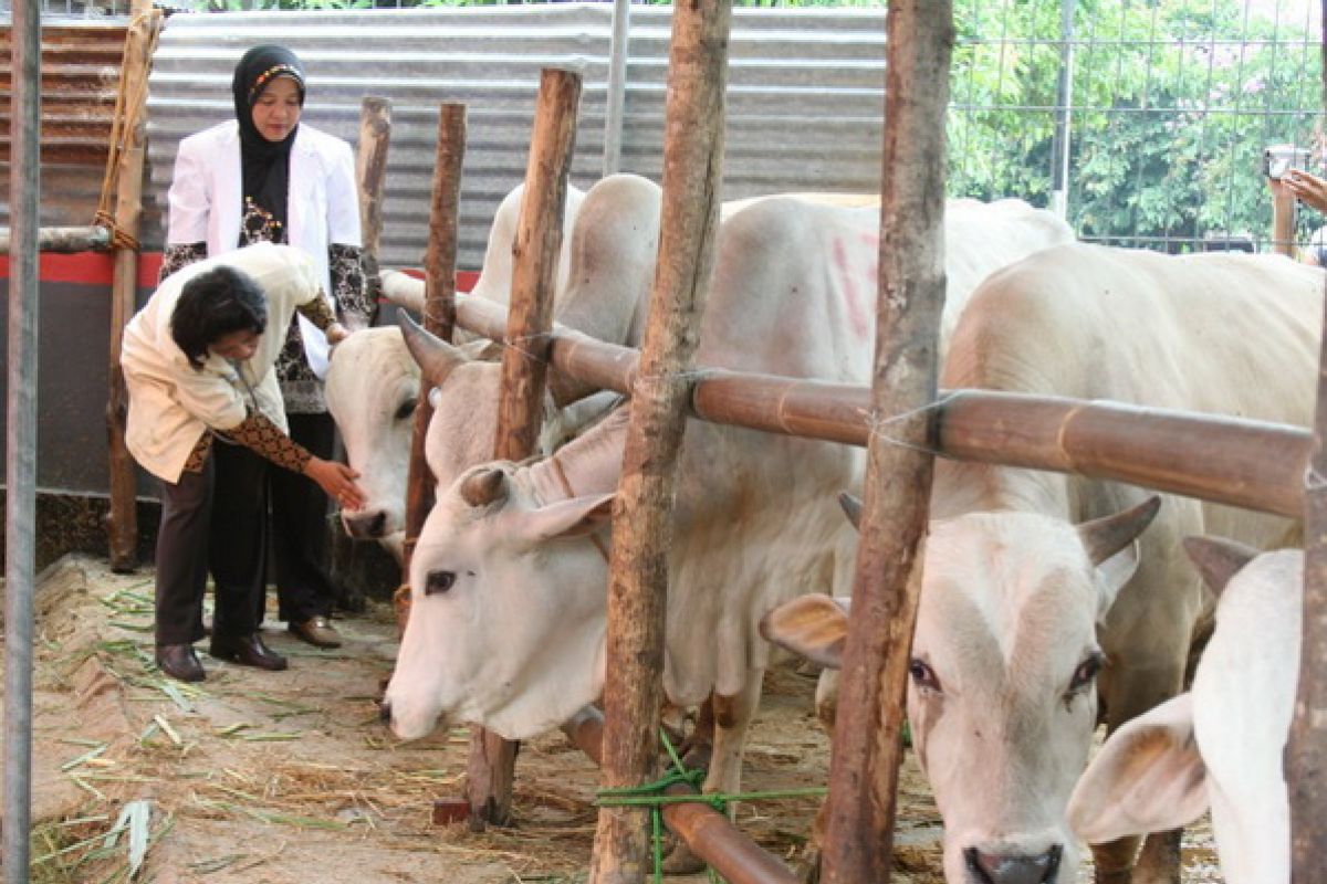 Pedagang hewan kurban diminta perhatikan kebersihan tempat