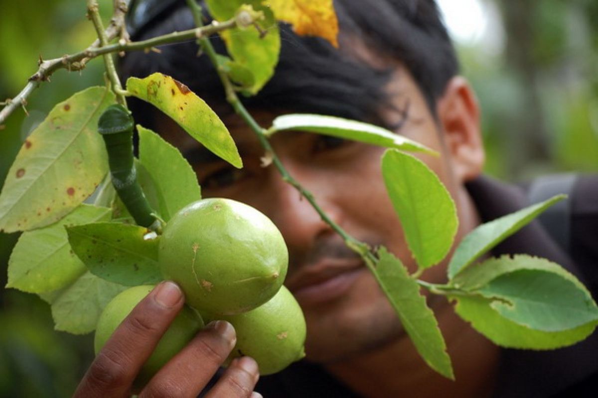 Pedagang Aceh Utara kewalahan penuhi permintaan jeruk nipis