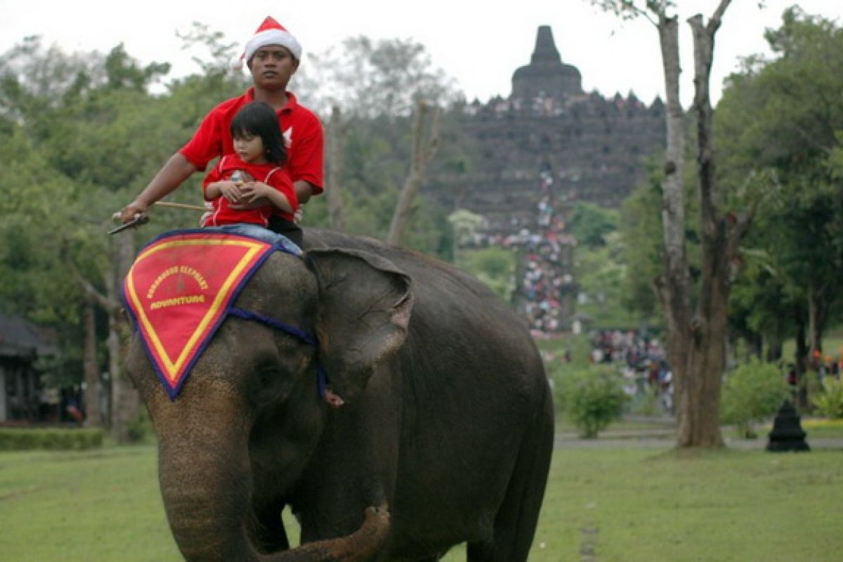 Menhut ajak publik melapor jika masih temukan atraksi gajah tunggang