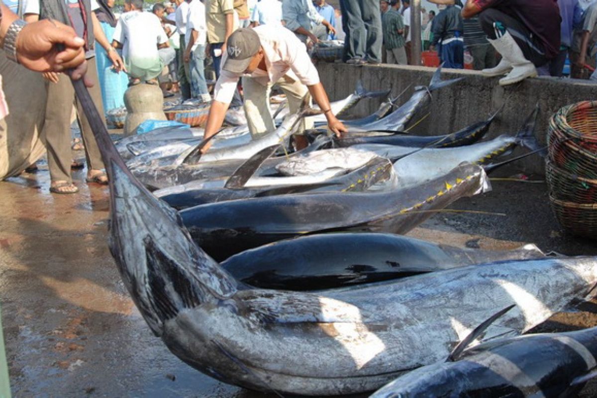 Sumatera Barat Ekspor Tuna 10 Ton ke Jepang