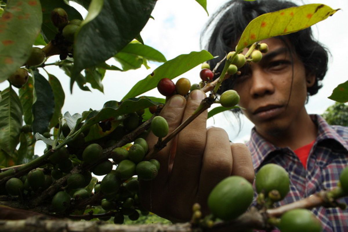 North Sumatra records high coffee exports to United States