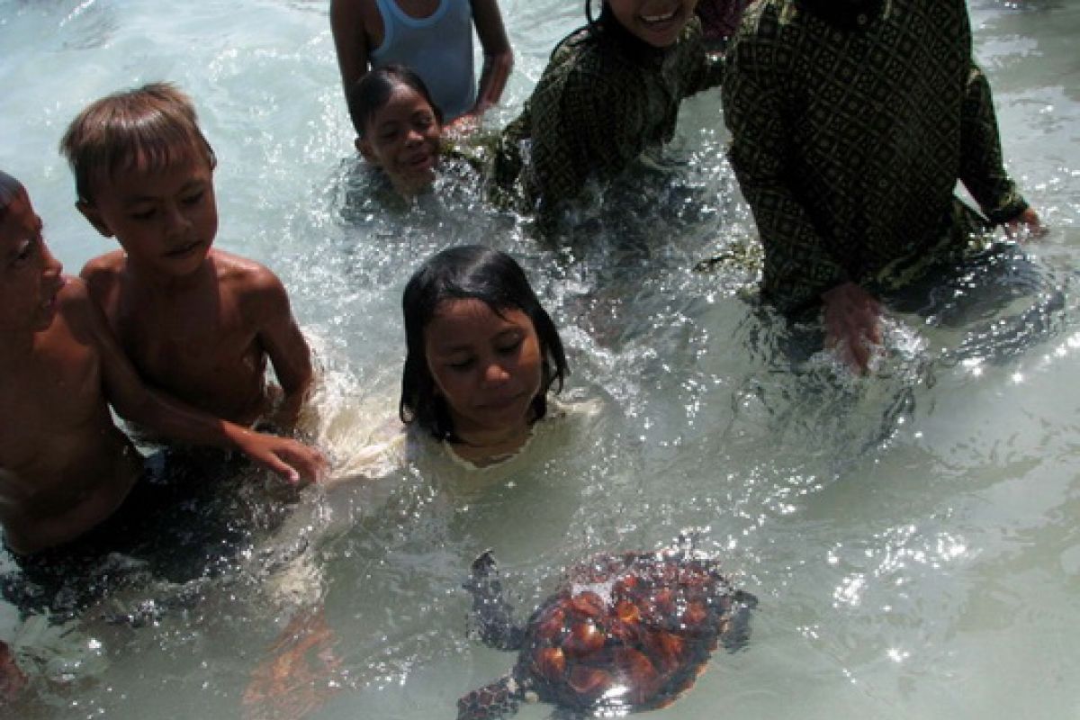 Bali`s BKSDA saving 10,000 turtle eggs per year