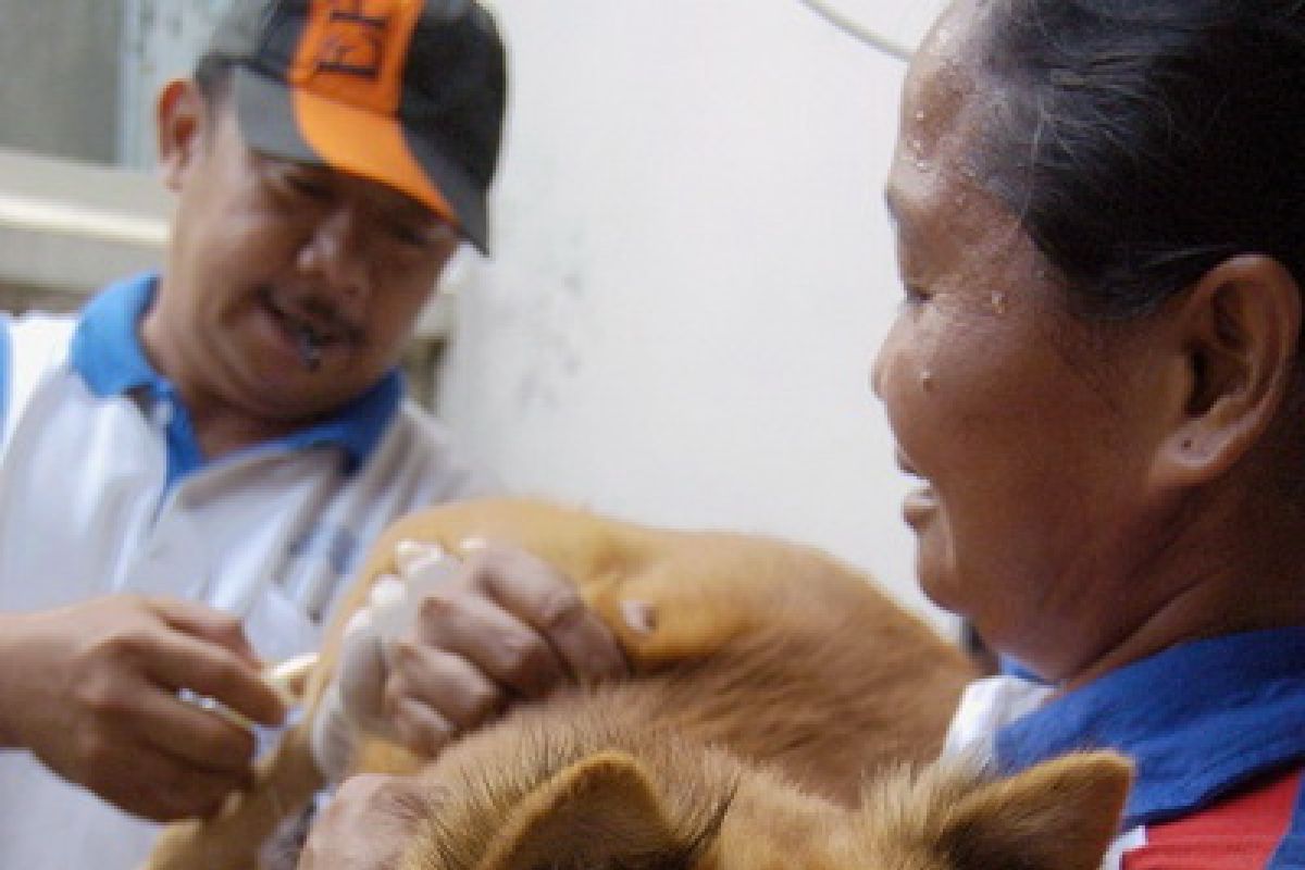 Dinas Peternakan NTT siapkan 200.000 dosis vaksin rabies