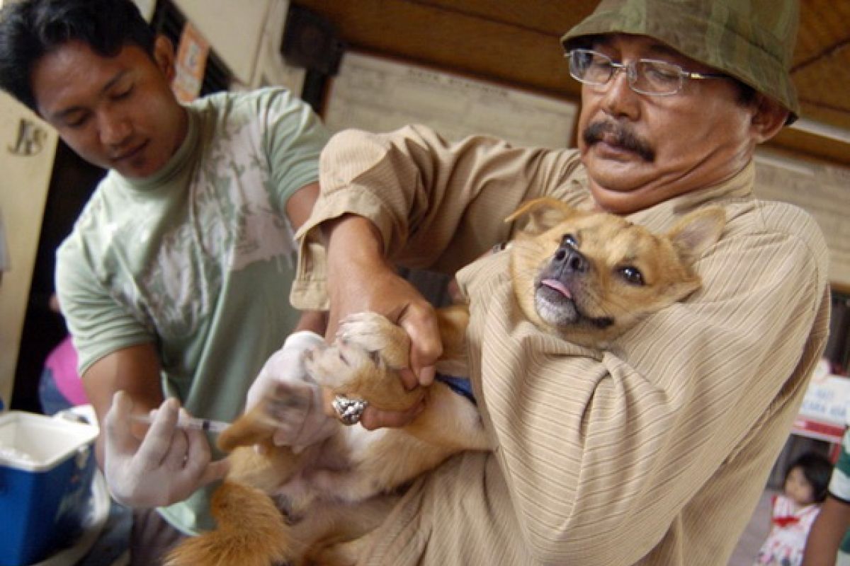 Gerakan Pemberantasan Rabies Bali Vaksinasi 36.001 Ekor Anjing 